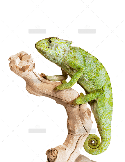 demo-attachment-1178-graceful-chameleon-PEWXWX6-2